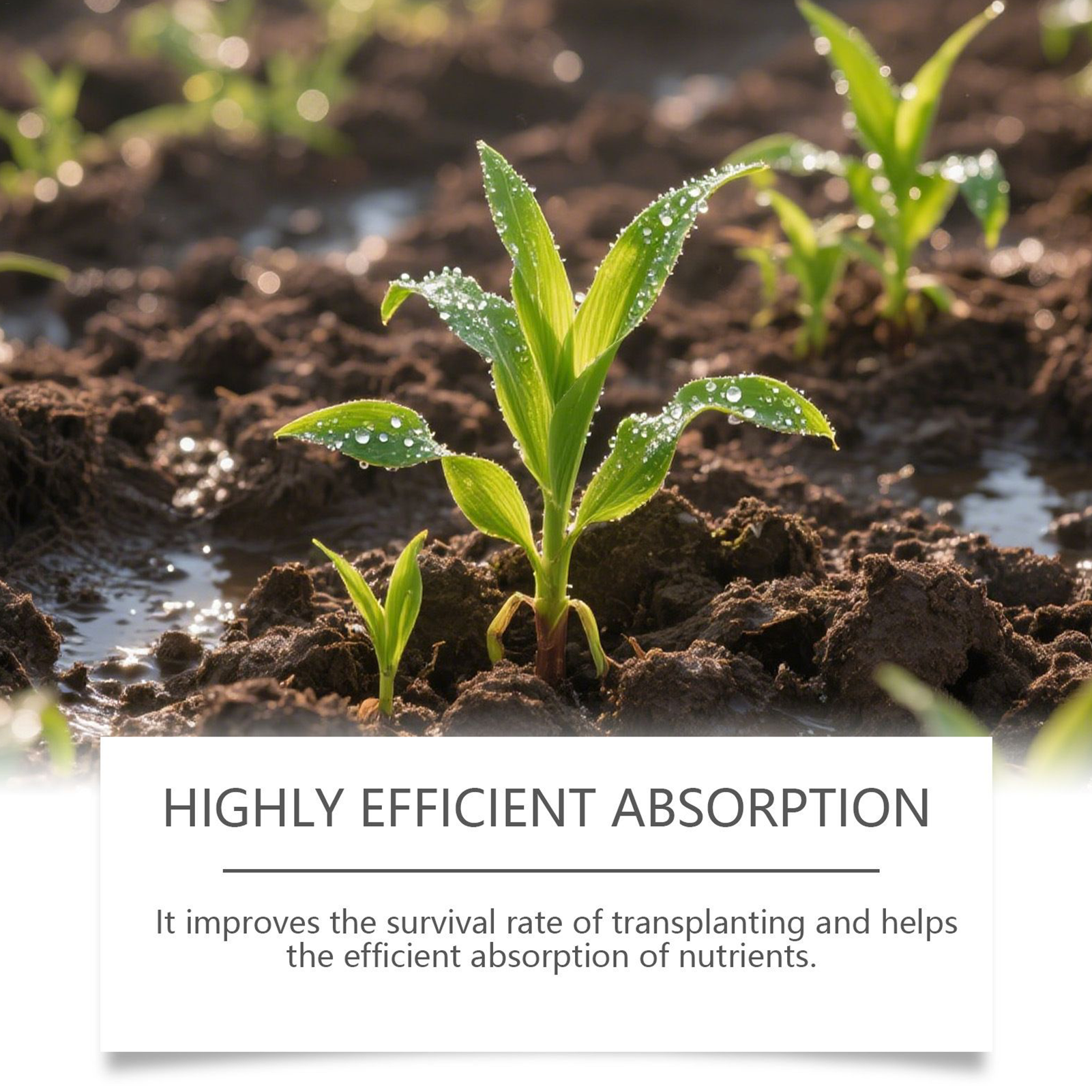 Root Booster For Plants Natura - Root Stimulator Liquid recensie en prijs
