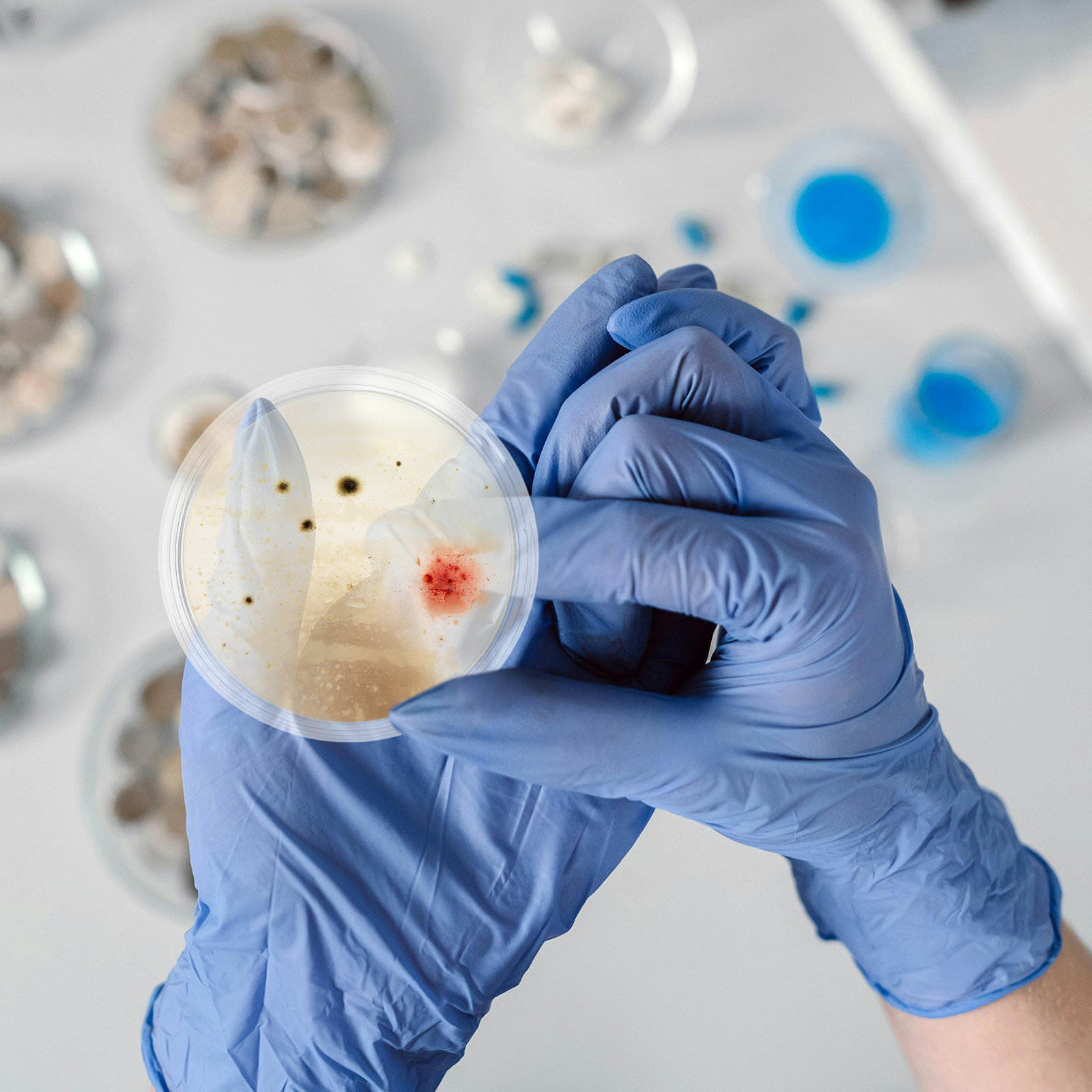 10 Pcs Agar Plates Tissue Cult - Agar Tissue Culture recensie en prijs