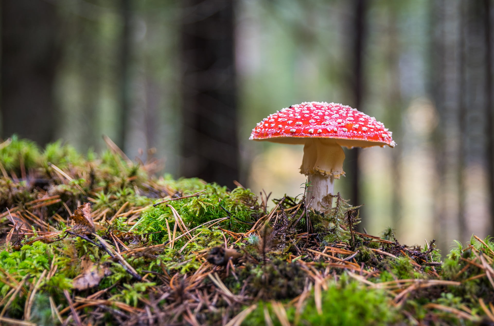 Artificial Fake Moss, Craft Mo - Sphagnum Moss Dry recensie en prijs