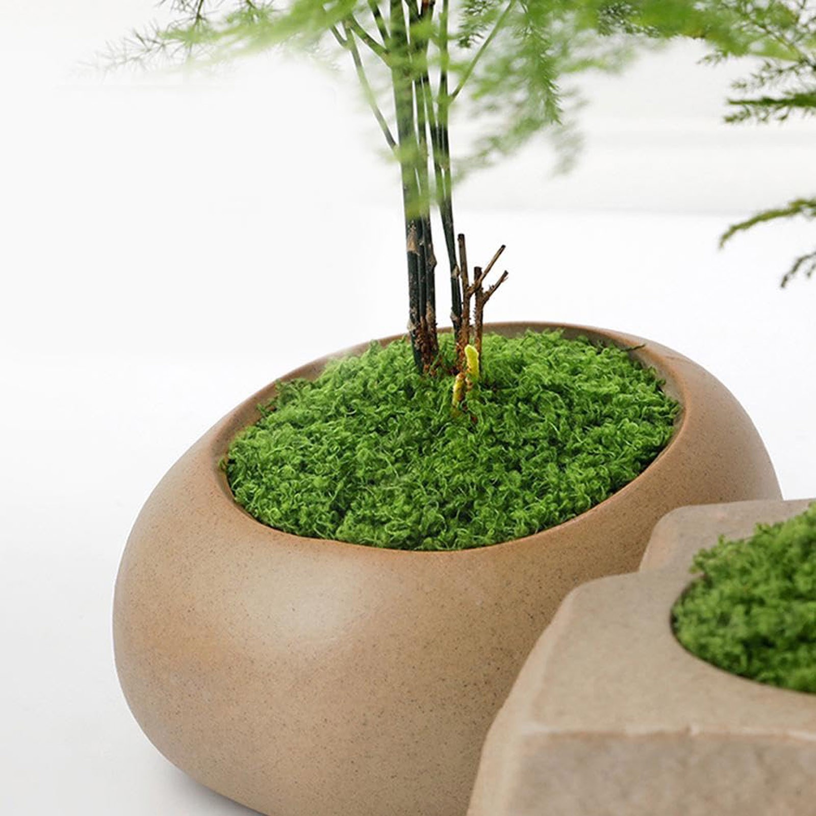 50/200g Artificial Moss For De - Sphagnum Moss Dry recensie en prijs