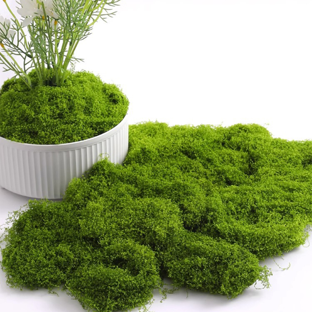 20/40/100g Eternal Life Moss D - Sphagnum Moss Dry recensie en prijs