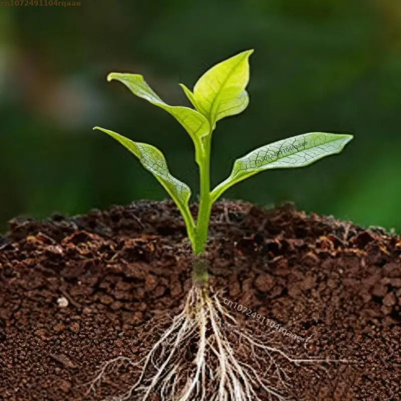 Plant Rooting Powder Indole Bu - Rooting Hormone Powder recensie en prijs