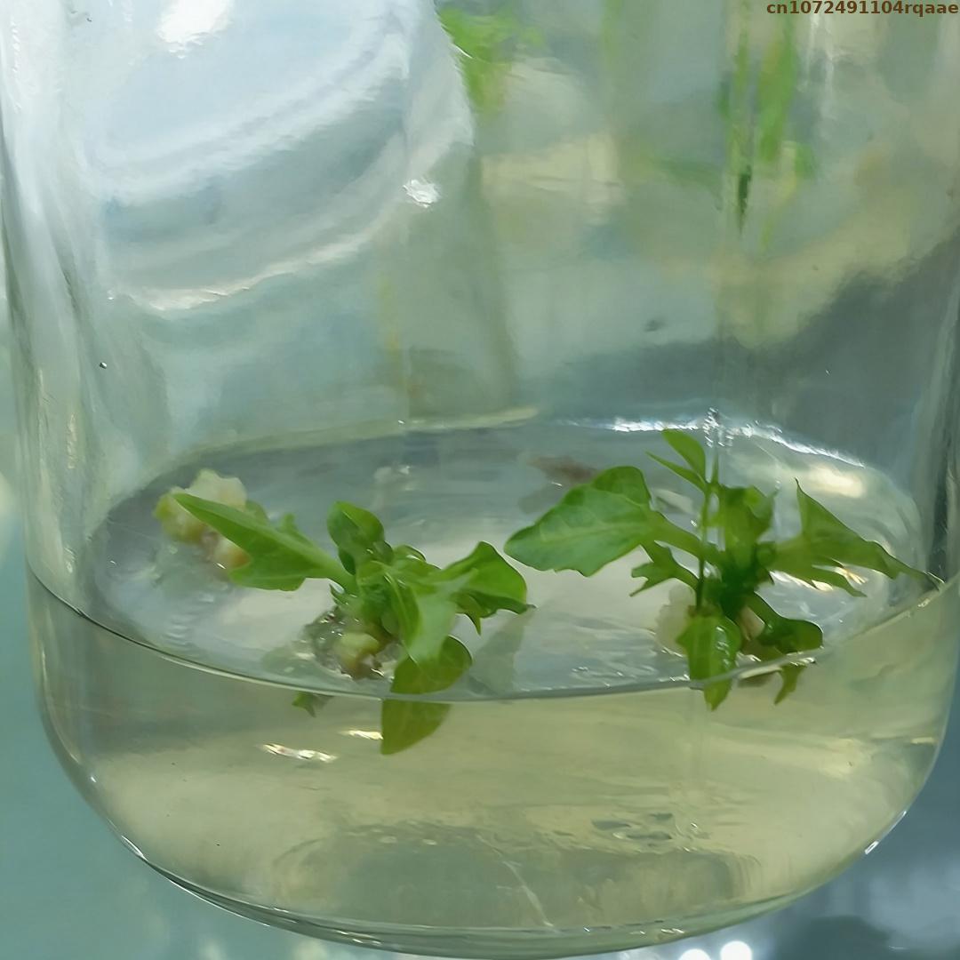 Premium Plant Tissue Culture A - Agar Tissue Culture recensie en prijs