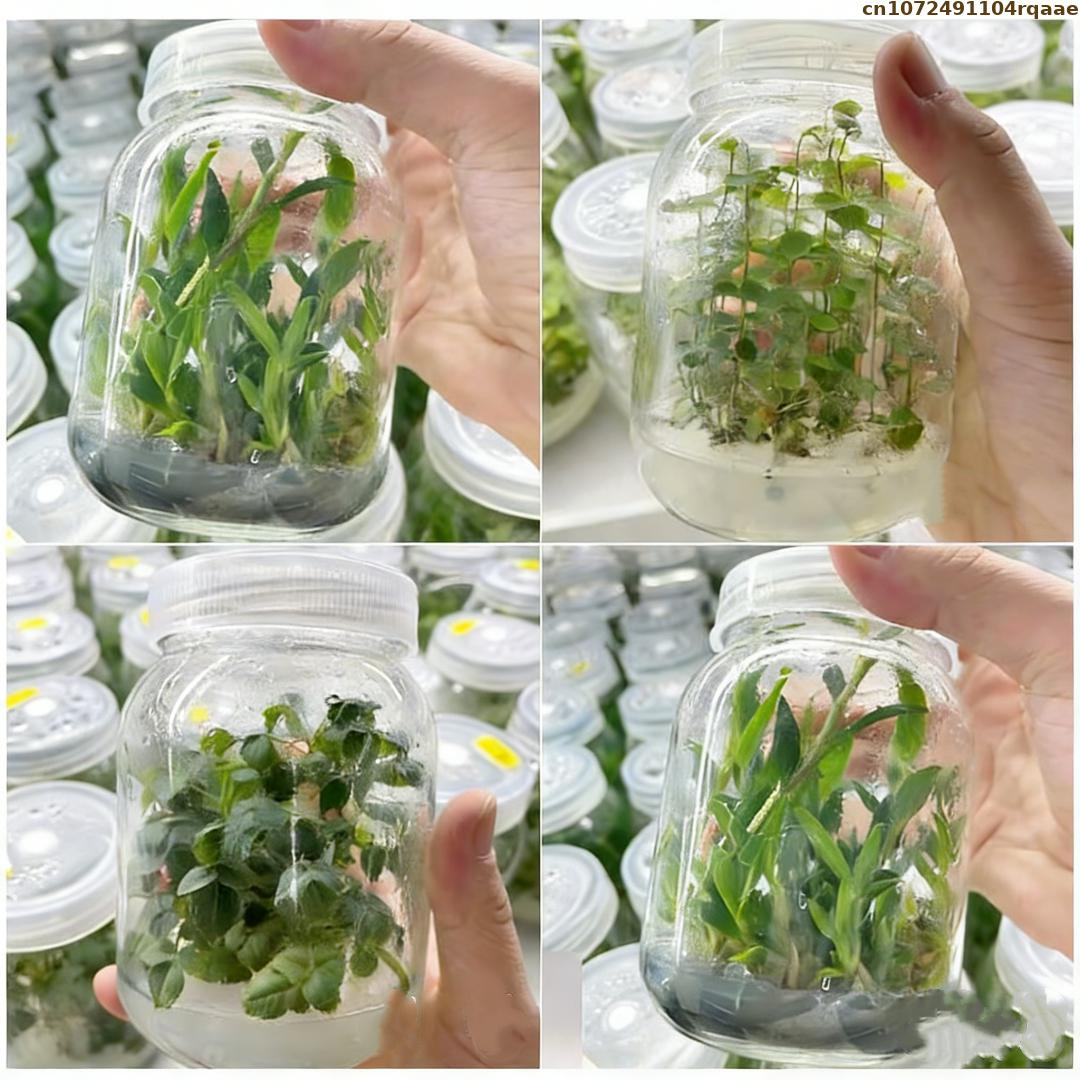 Premium Plant Tissue Culture A - Agar Tissue Culture recensie en prijs