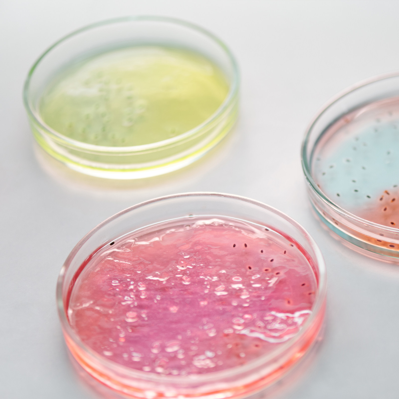 Glass Petri Dish Laboratory Us - Agar Tissue Culture recensie en prijs