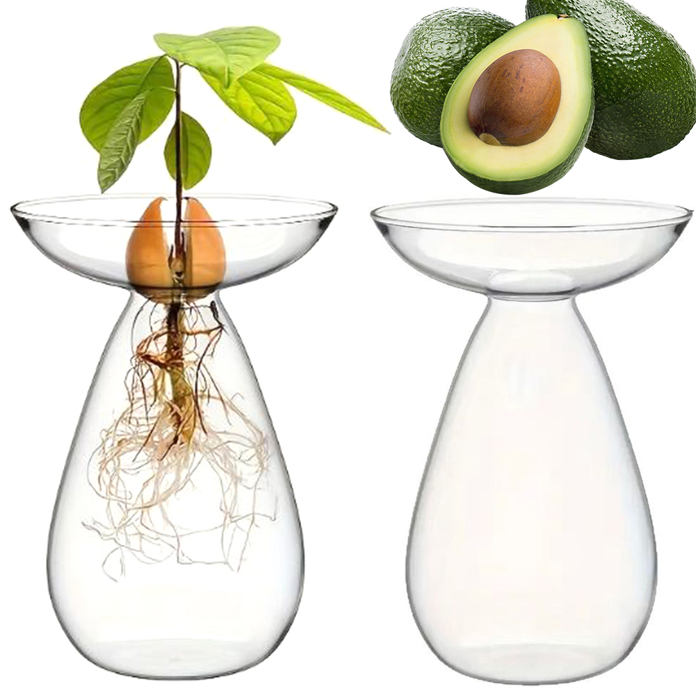 Avocado Seed Starter Hydroponi - Propagation Station Vase recensie en prijs