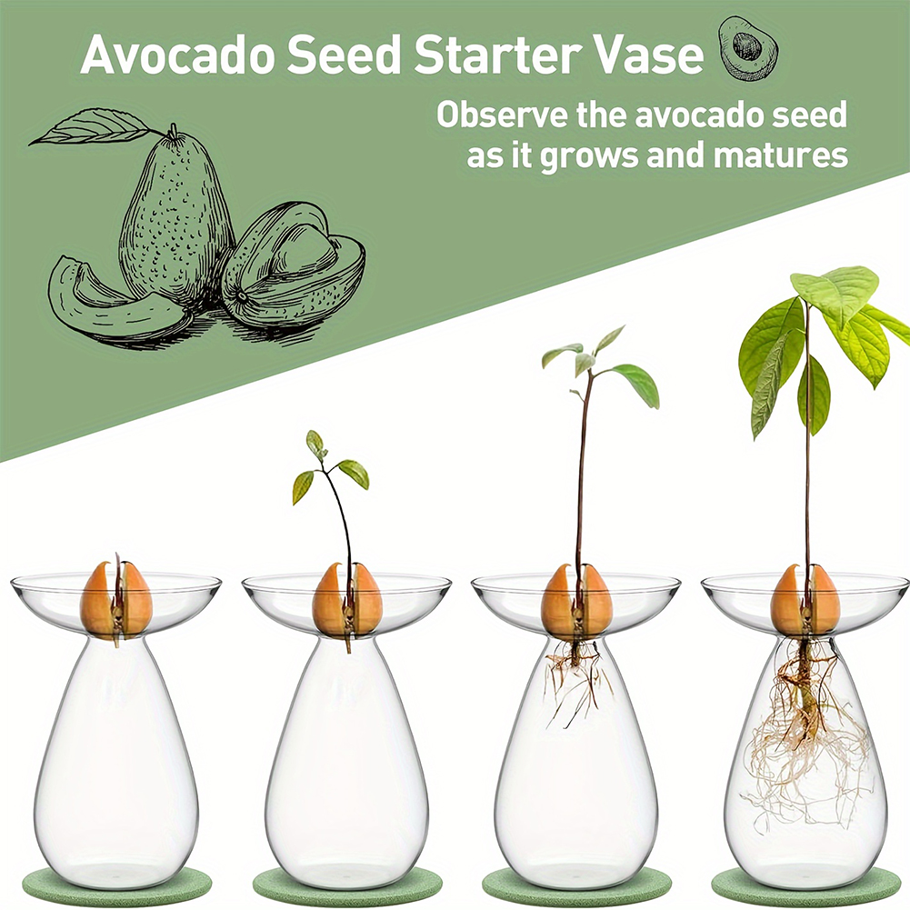 Avocado Seed Starter Hydroponi - Propagation Station Vase recensie en prijs