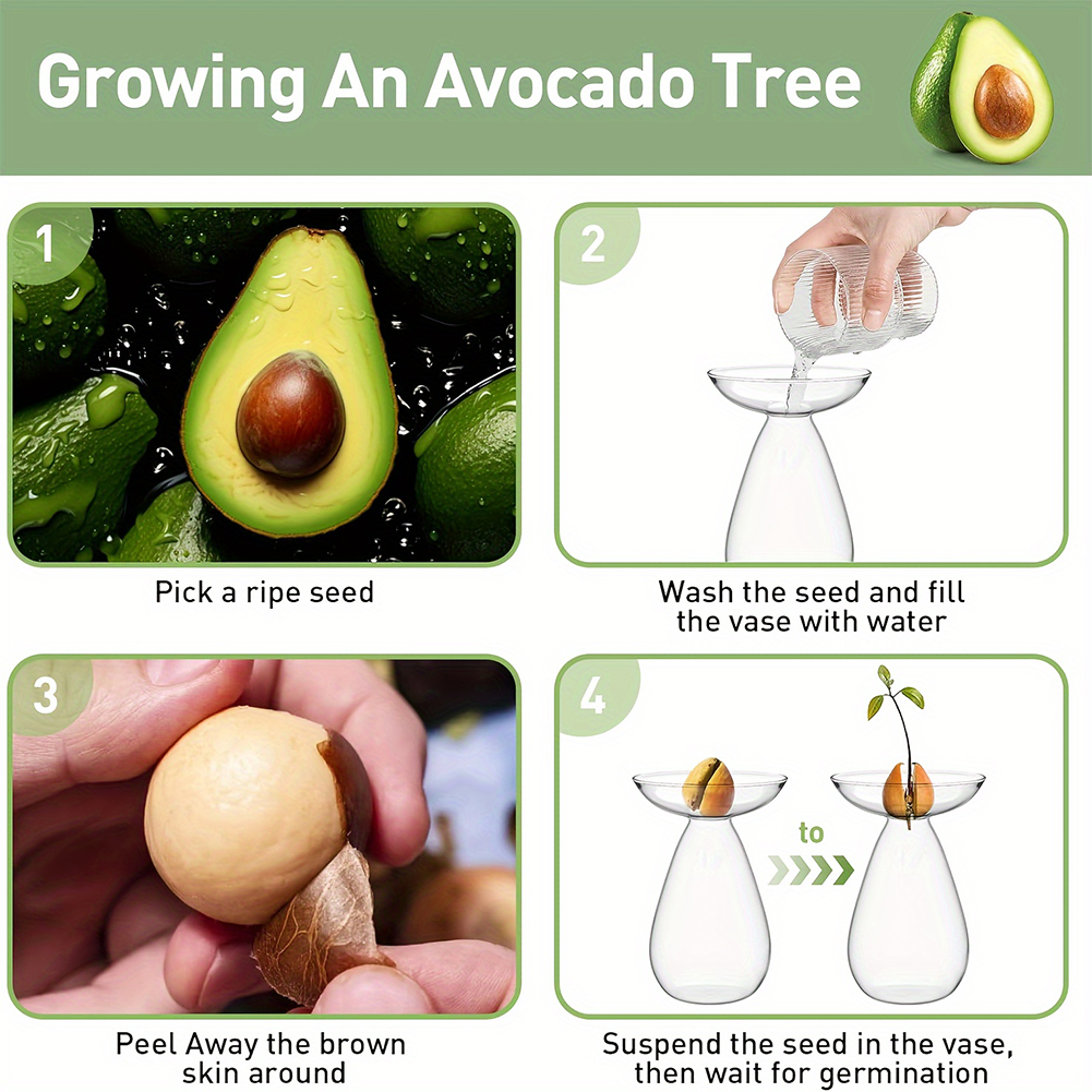 Avocado Seed Starter Hydroponi - Propagation Station Vase recensie en prijs