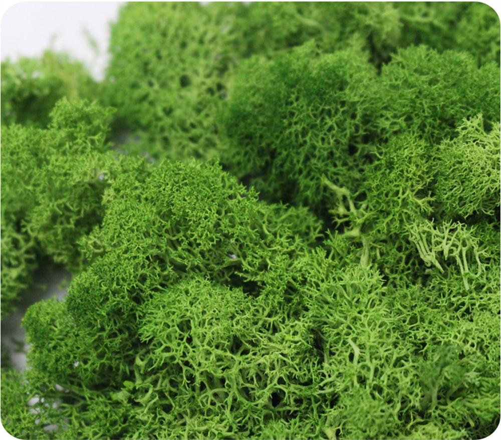 Artificial Plant Eternal Life  - Sphagnum Moss Dry recensie en prijs