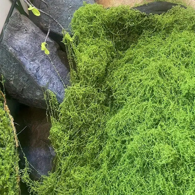 Green Fake Moss DIY Crafts Gra - Sphagnum Moss Dry recensie en prijs