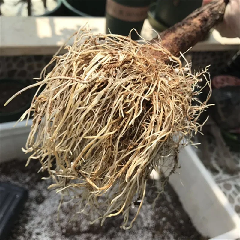 10g Quickly Rooting Powder Hor - Rooting Hormone Powder recensie en prijs