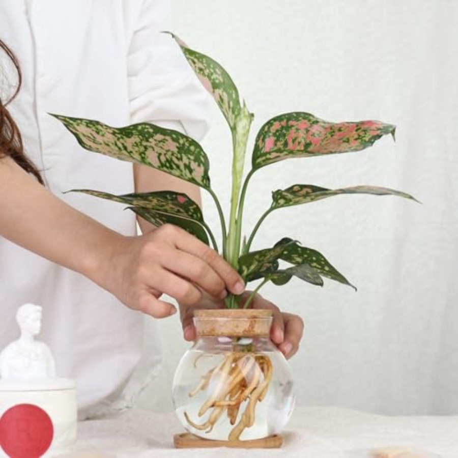 Plant Propagation Station, Hyd - Propagation Station Vase recensie en prijs