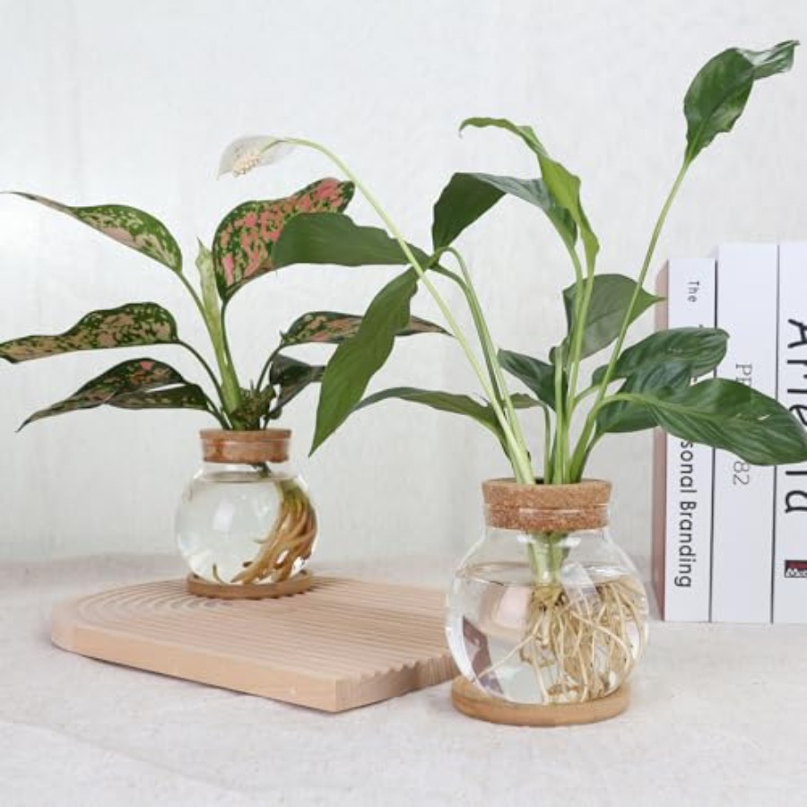 Plant Propagation Station, Hyd - Propagation Station Vase recensie en prijs